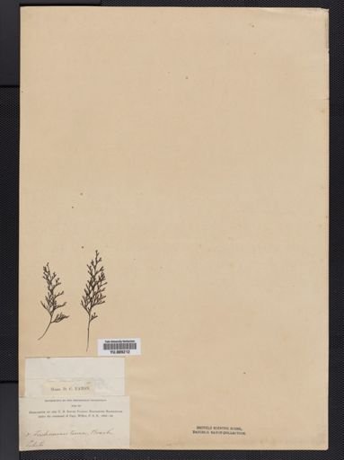 Trichomanes