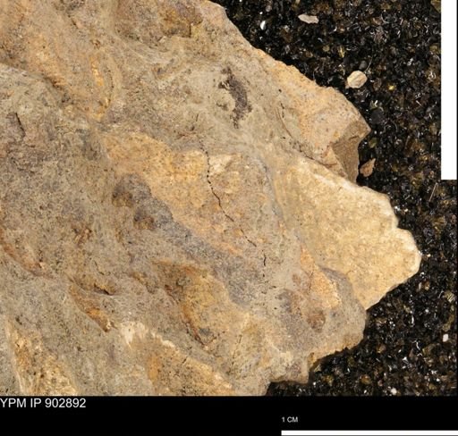 Baculites sp.
