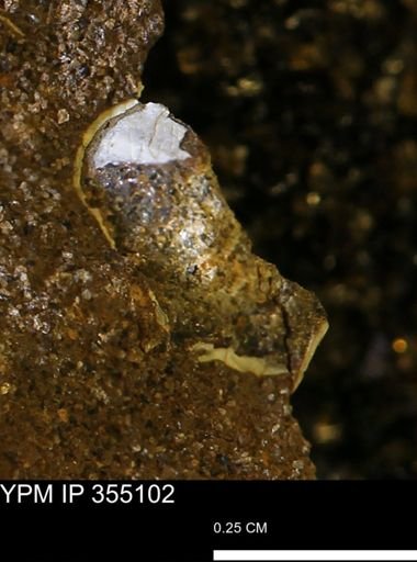 undet. Mollusca
