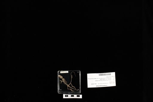 Urosaurus graciosus