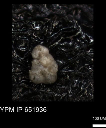 undet. Foraminiferida