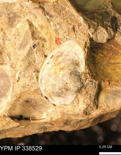 Protocardia subquadrata