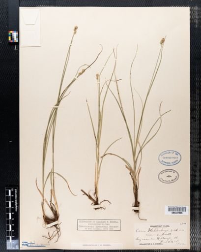 Carex muehlenbergii