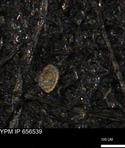 undet. Foraminiferida