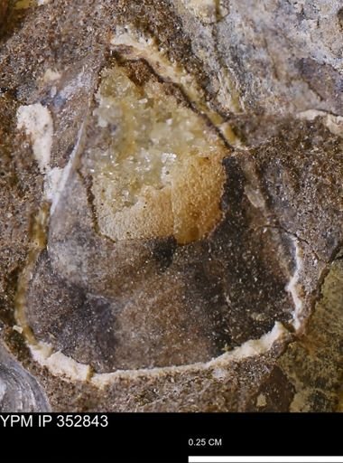 undet. Mollusca