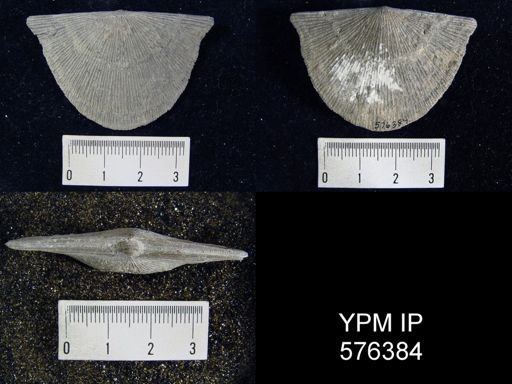 Strophonella sp.