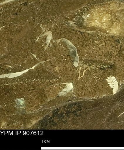 undet. Mollusca