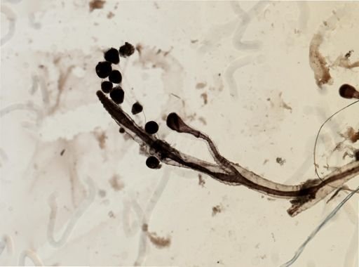 Hydroidolina