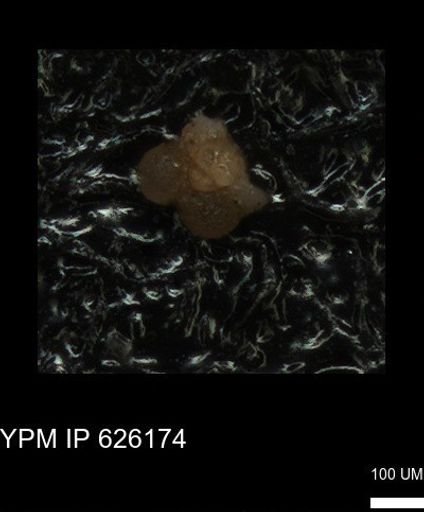 undet. Foraminiferida