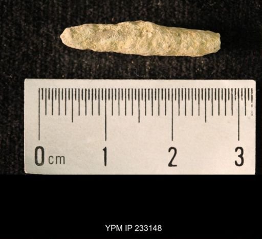 Archaeocidaris sp.
