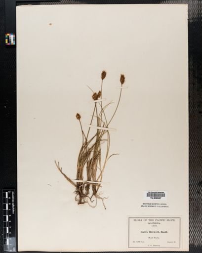 Carex