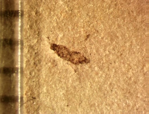 undet. Thysanoptera