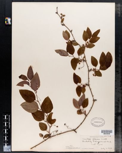 Smilax glauca