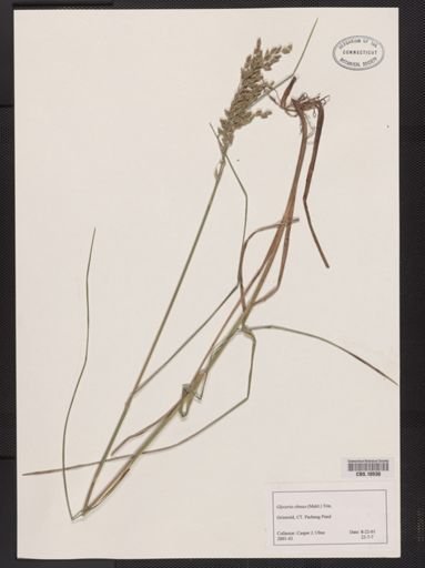 Glyceria obtusa