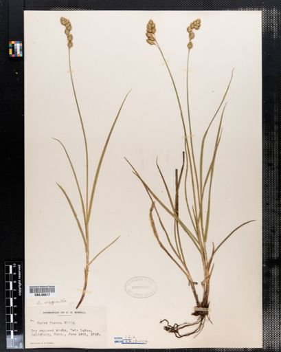 Carex argyrantha