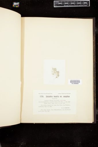 Schizothrix lacustris var. caespitosa