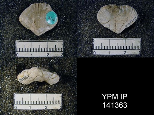 Camerophoria purdoni