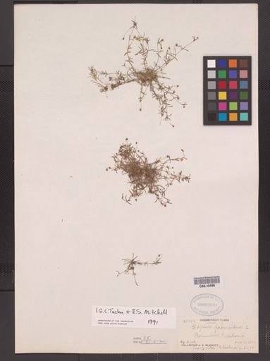 Sagina procumbens