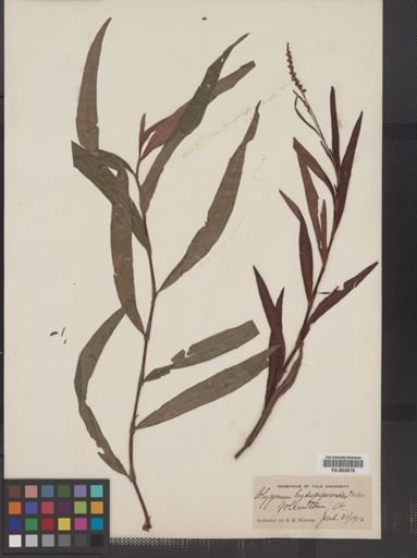 Polygonum hydropiperoides
