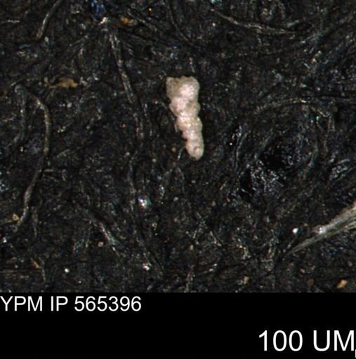 Verneuilinoides kansasensis