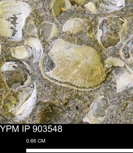 Parallelodon (Cosmetodon) sp.