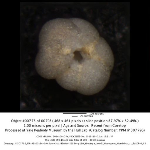undet. Foraminiferida