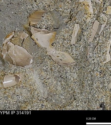 undet. Mollusca