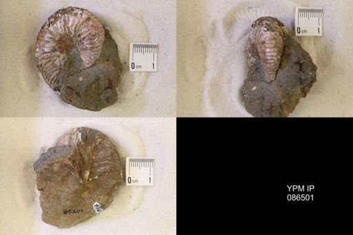 undet. Scaphitidae
