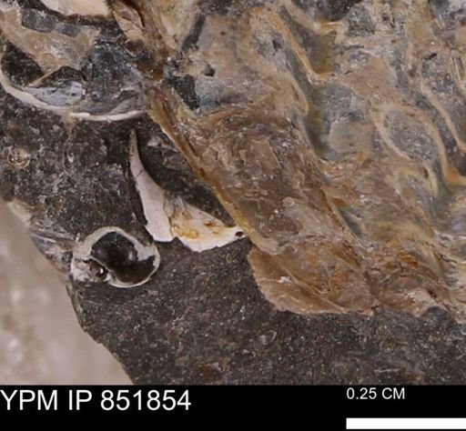 undet. Mollusca