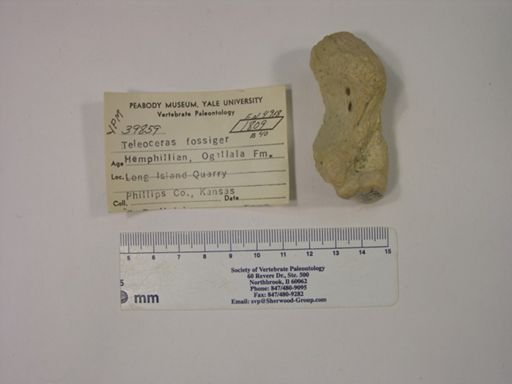 Teleoceras fossiger