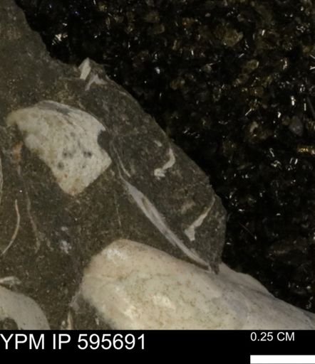 Protocardia sp.