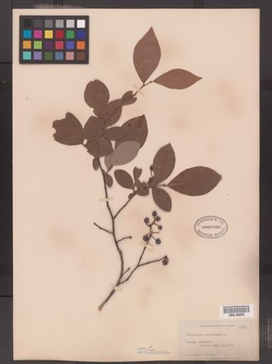 Vaccinium corymbosum