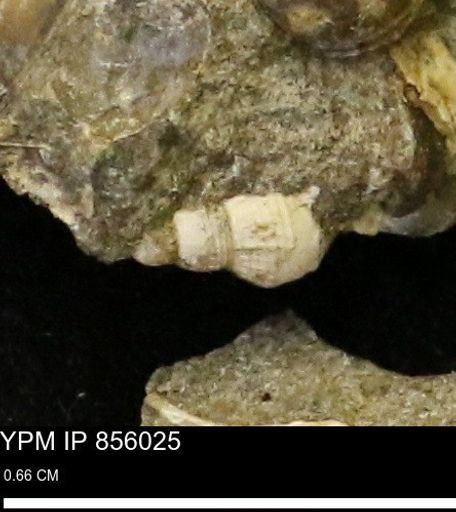 undet. Gastropoda