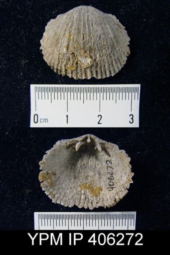 Hebertella sp.