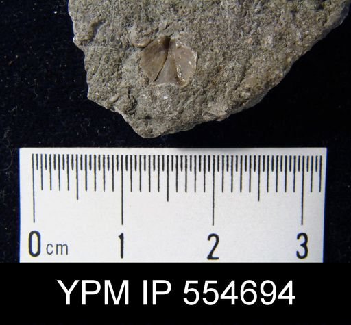 Hyattidina congesta junea