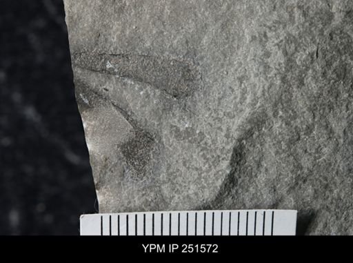 Cooksonia sp.