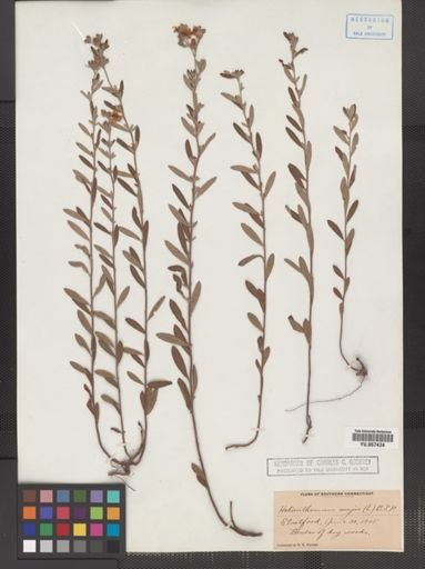 Helianthemum bicknellii