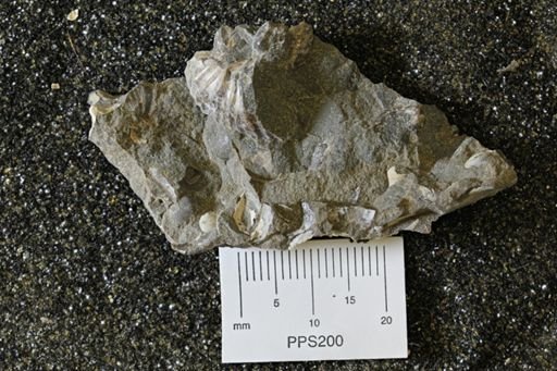 Ammonoidea
