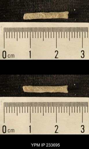 Archaeocidaris sp.