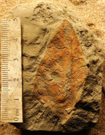 Celtis occidentalis