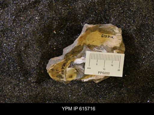 undet. Bivalvia
