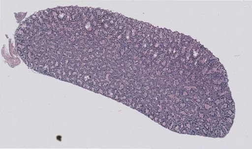Rana clamitans