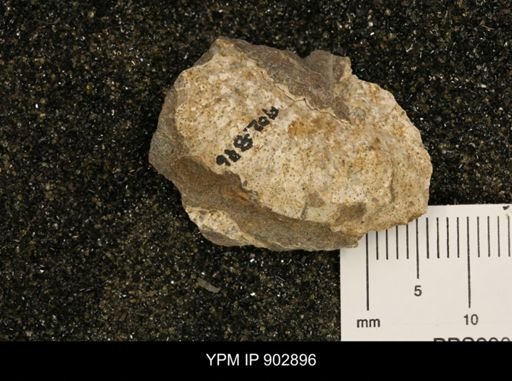 undet. Scaphitidae