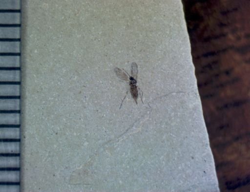 undet. Diptera
