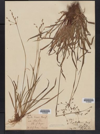 Plantae
