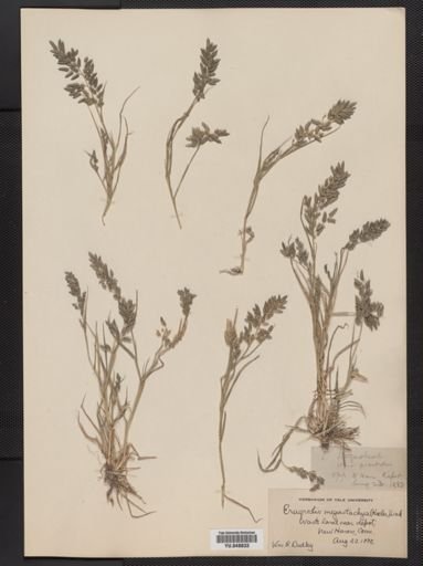 Eragrostis cilianensis