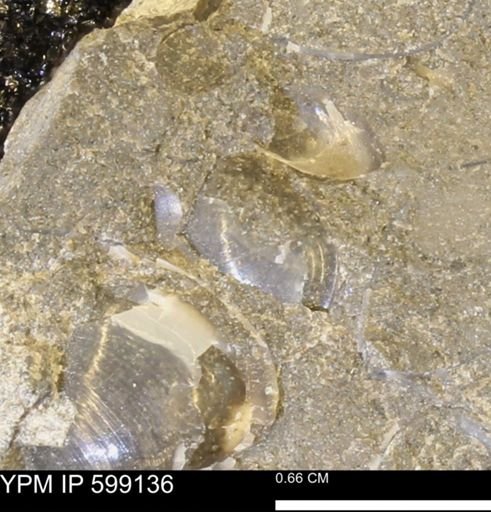 undet. Bryozoa