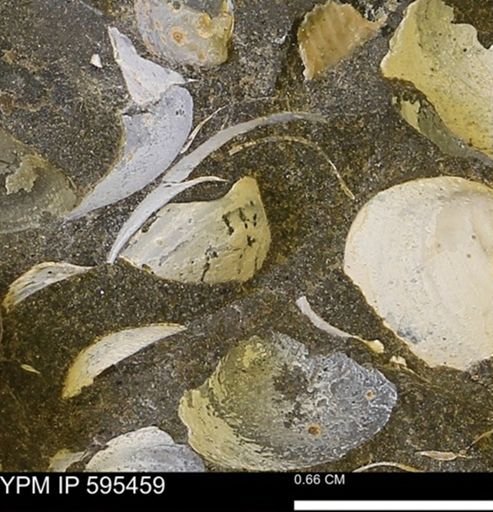 Protocardia sp.