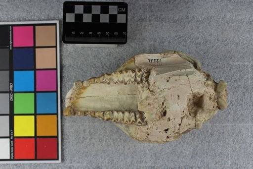 Merycoidodon culbertsoni culbertsoni