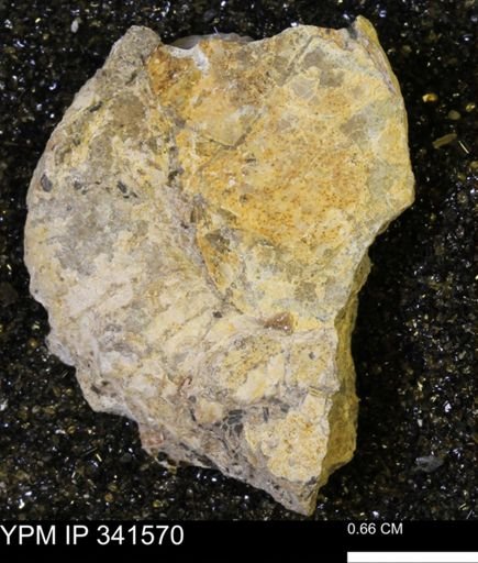 Scaphites sp.